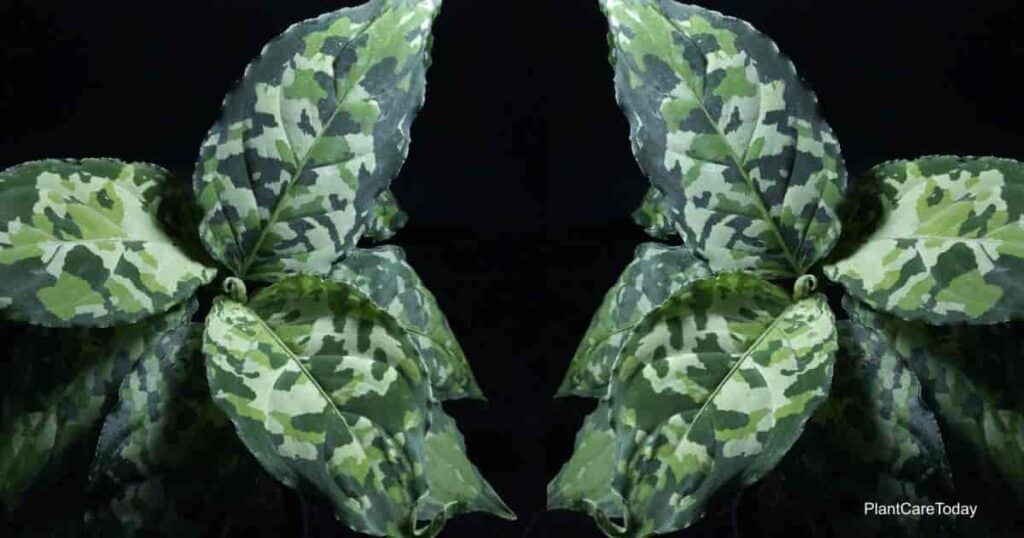 Aglaonema Pictum Tricolor Care