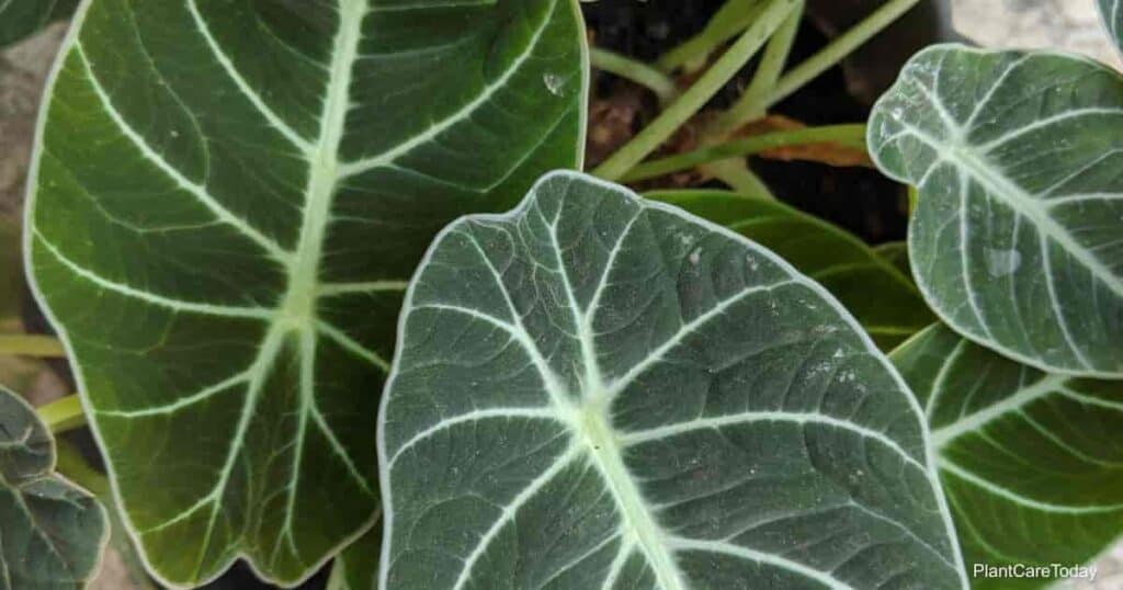 understanding alocasia plant growth stages a comprehensive guide