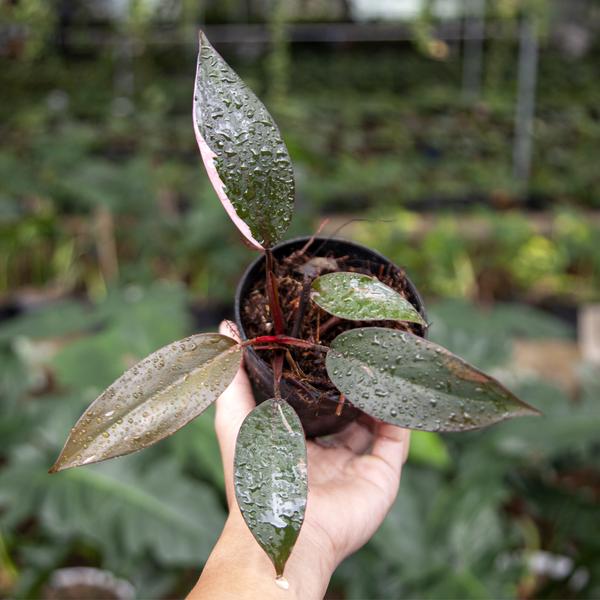 All about Philodendron Pink Princess Care