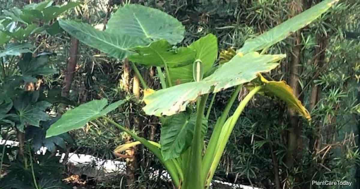 Growing Alocasia Macrorrhiza: Giant Elephant Ears Care