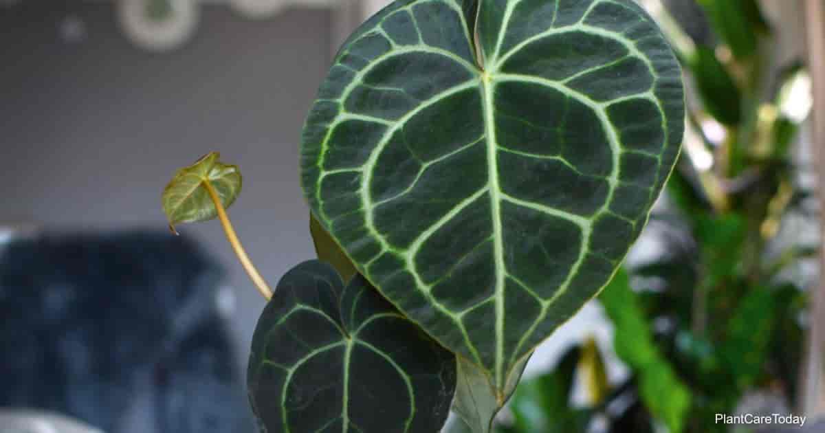Anthurium Clarinervium Growing and Care  Greenspaces.id