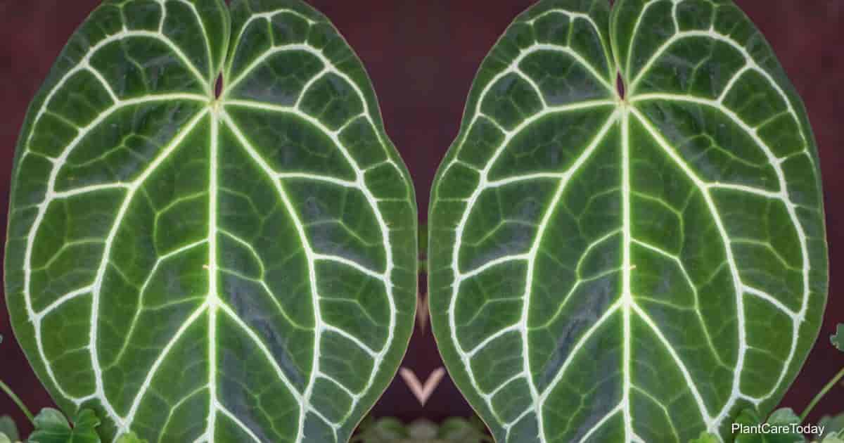 Anthurium Crystallinum Growing And Care Greenspaces.id