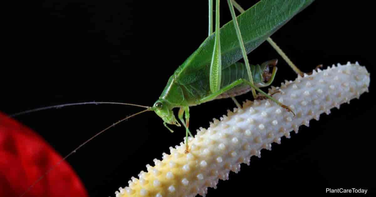 What Pests And Diseases Attack Anthuriums?  Greenspaces.id