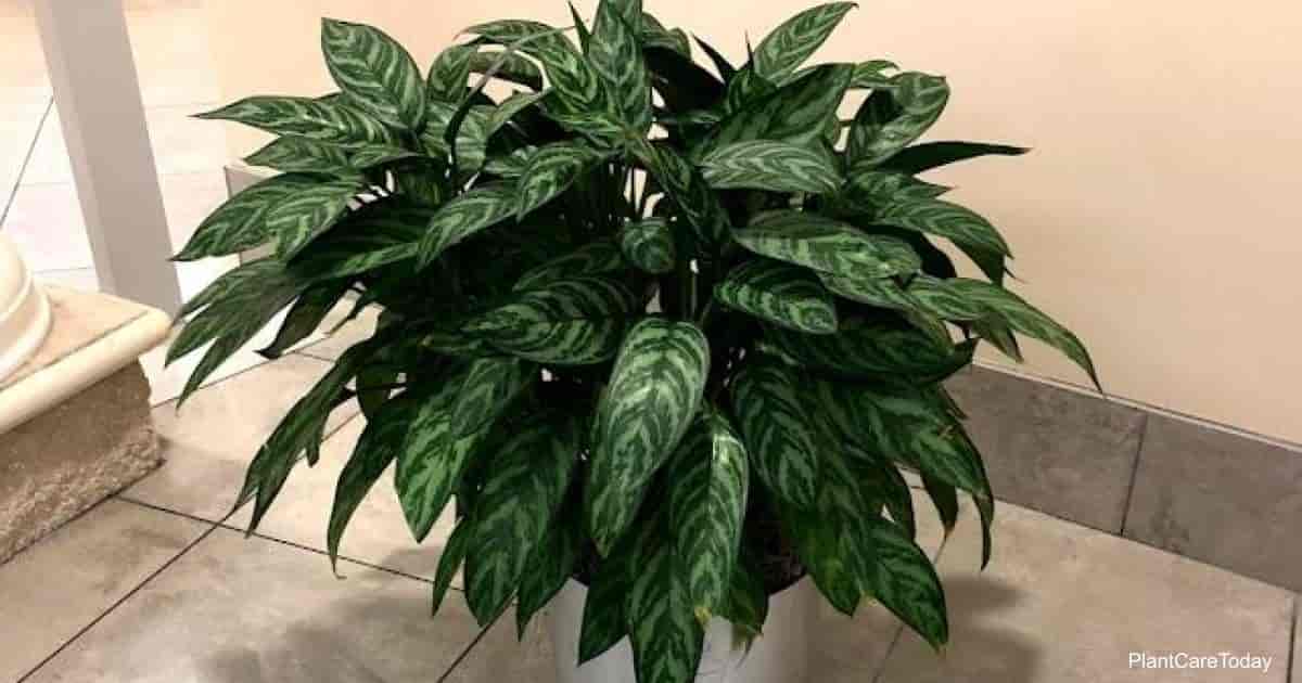 How To Propagate Chinese Evergreen Aglaonemas