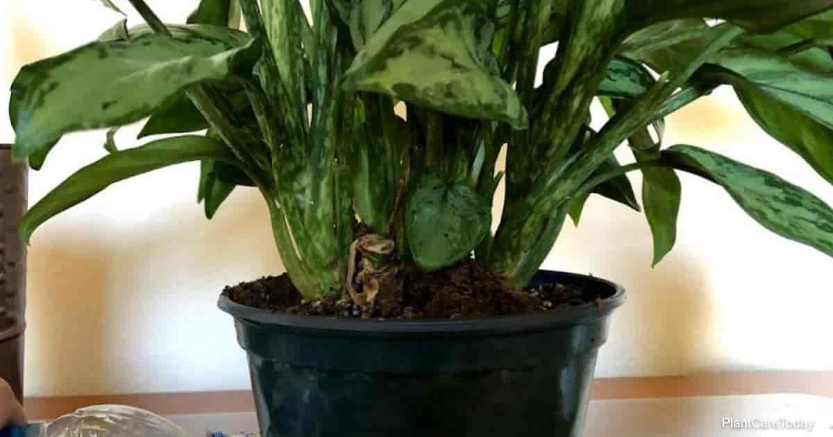 dracaena tall Dracaena Mass Cane Houseplant - Extra Large (5'-6' tall) Grow Pot