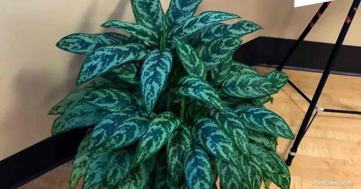 Tips On Watering Chinese Evergreen Plants  Greenspaces.id