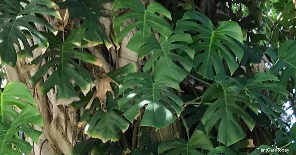 white spider plant Easy to Grow Bulbs Spider Plant Variegated Houseplant
