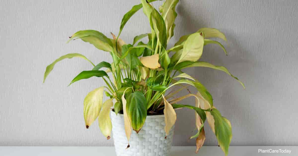 Why Are My Peace Lily Leaves Turning Yellow?  Greenspaces.id