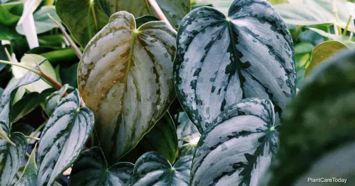 Growing Philodendron Brandtianum: How To Care For Brandtianum Philoden   Greenspaces.id