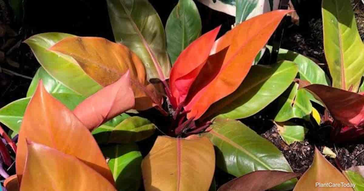 How To Grow And Care For Philodendron Prince of Orange  Greenspaces.id