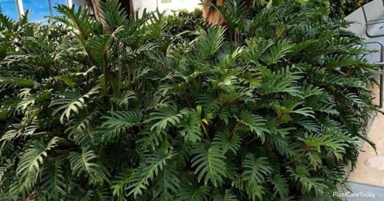 indoor palm plant Parlor Palm (Chamaedorea elegans) – Hey Rooted main image 0