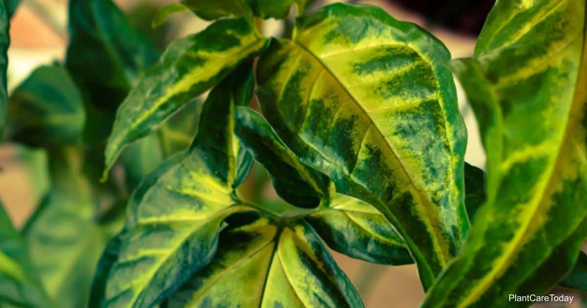 Top Syngonium Varieties