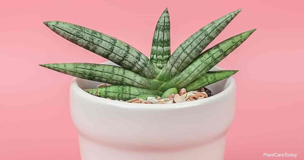 Sansevieria Boncel Care: Growing The Boncel Snake Plant