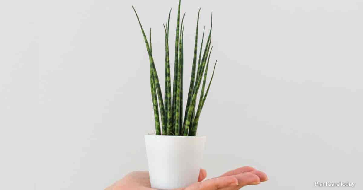 Sansevieria Fernwood Growing and Care  Greenspaces.id