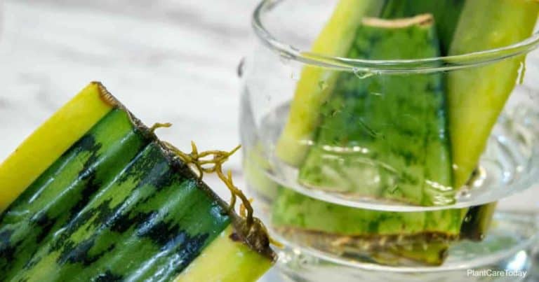 A Simple Guide For Snake Plant Propagation