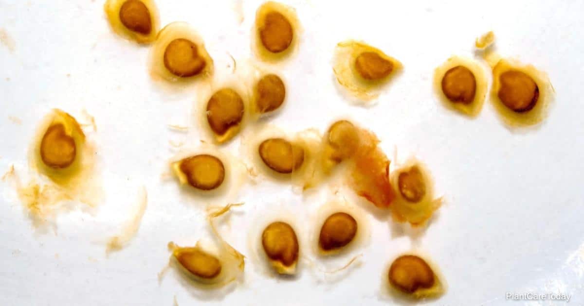 Should You Be Soaking Seeds Before Planting?  Greenspaces.id