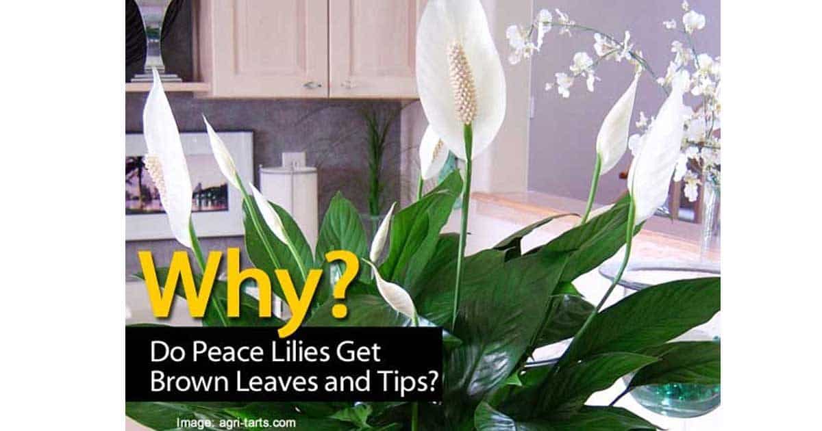 Why Do Peace Lilies Get Brown Leaves and Tips  Greenspaces.id