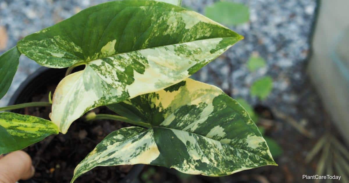 Syngonium Variegata Care Guide