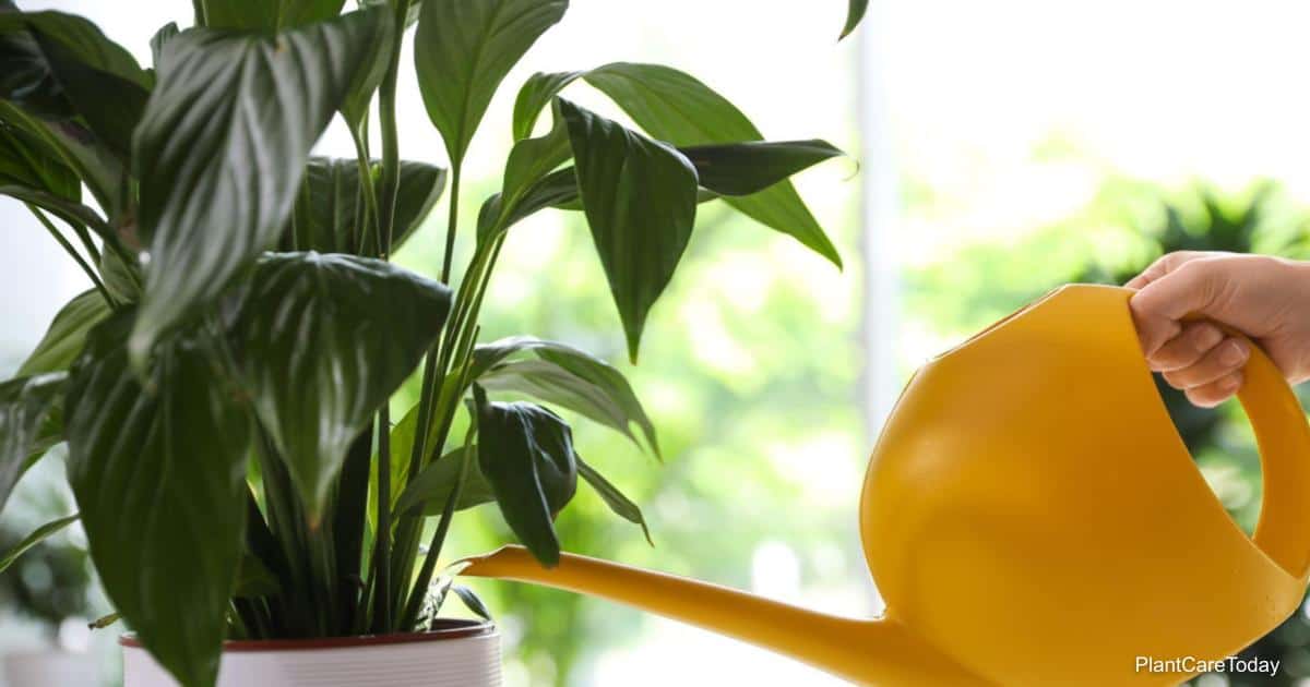 How Much And How Often To Water Peace Lilies