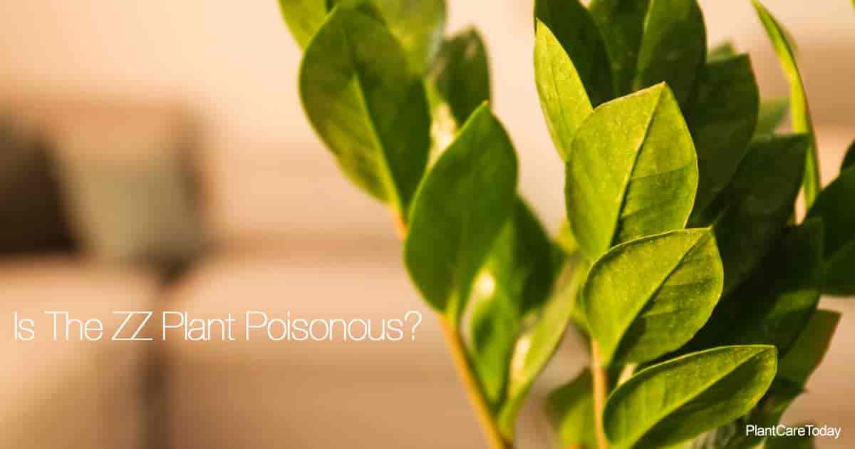 Is The ZZ Plant Poisonous To People, Children, Cats and Dogs