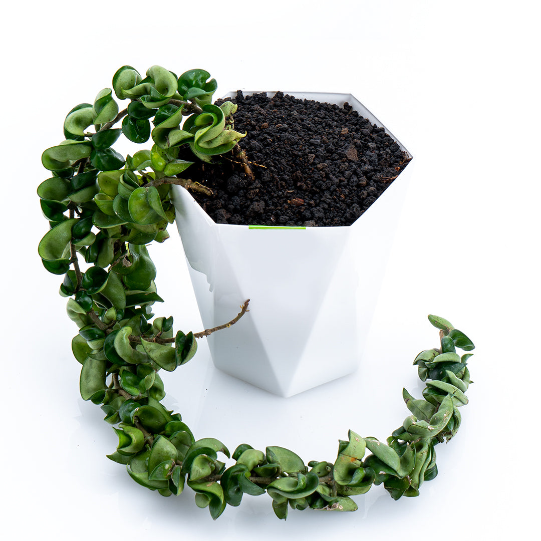 Hoya Collection | Greenspaces.id – Page 2
