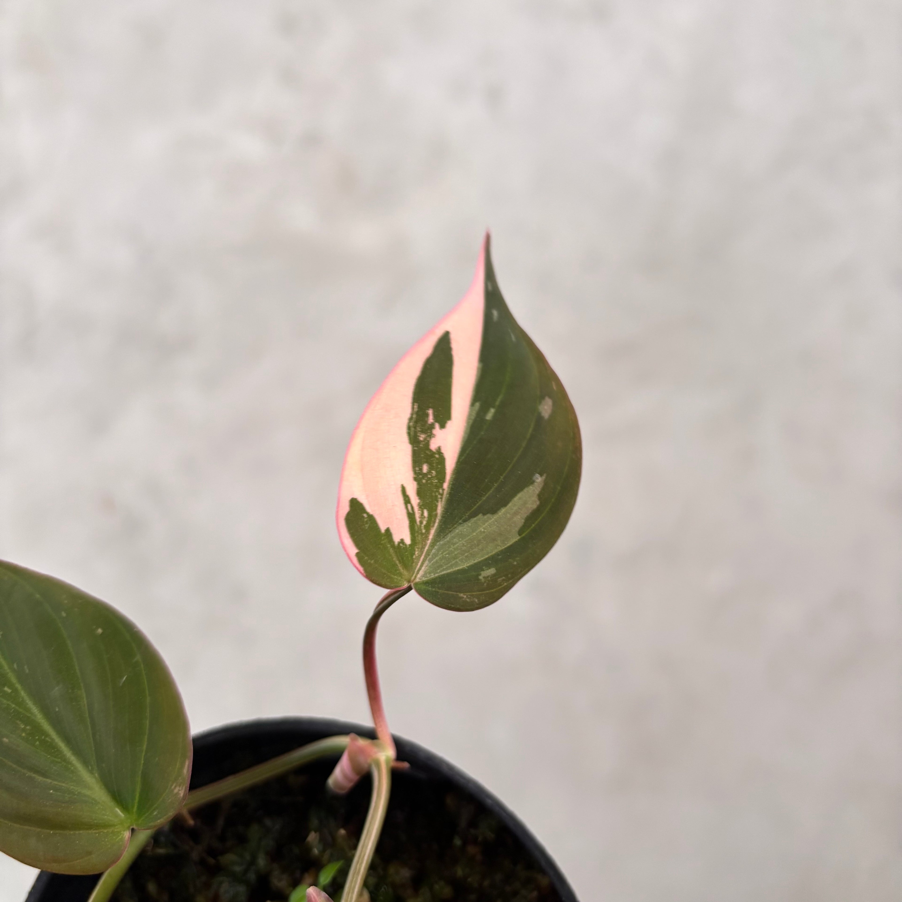 Philodendron Mican Pink Variegated