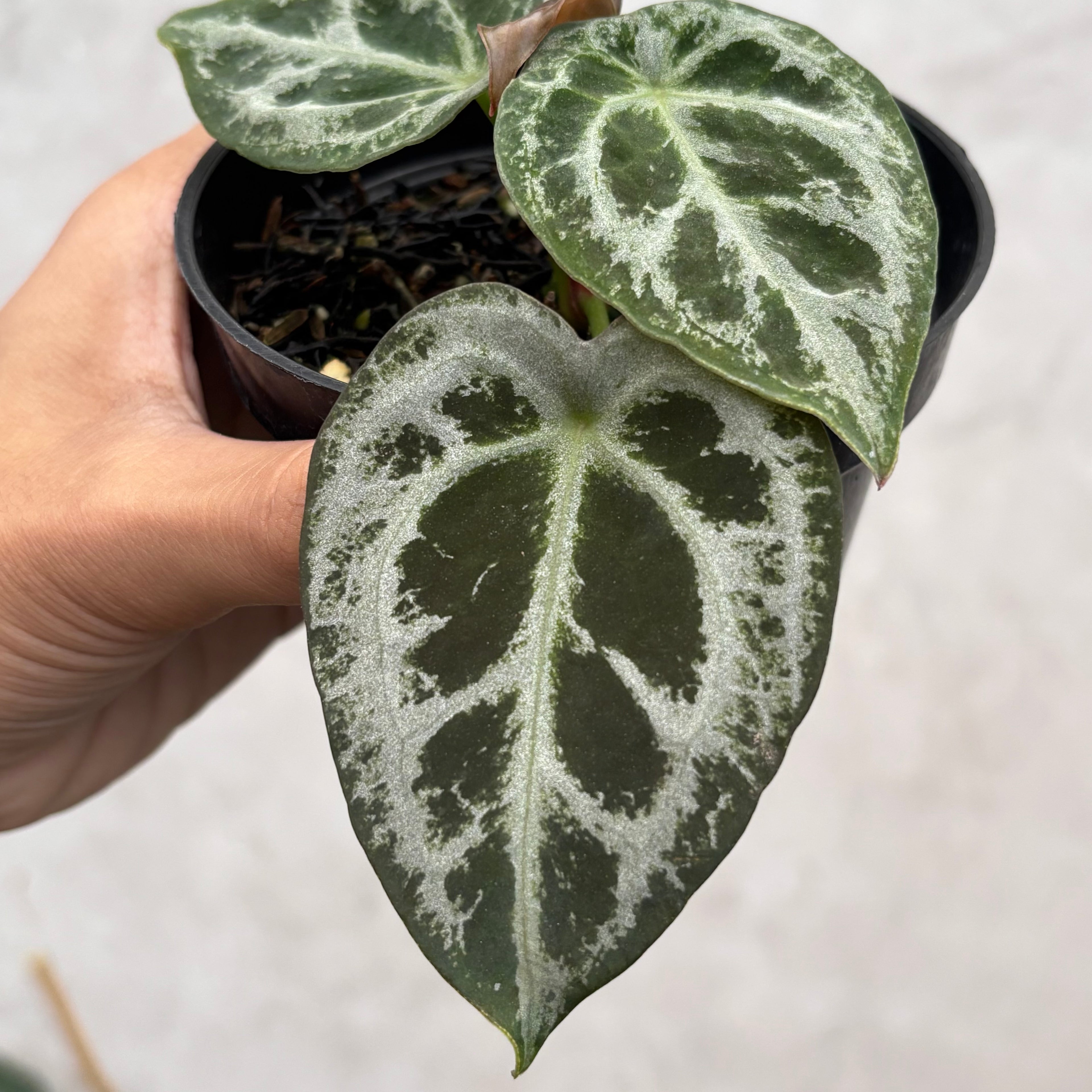 Anthurium Diamond Shield