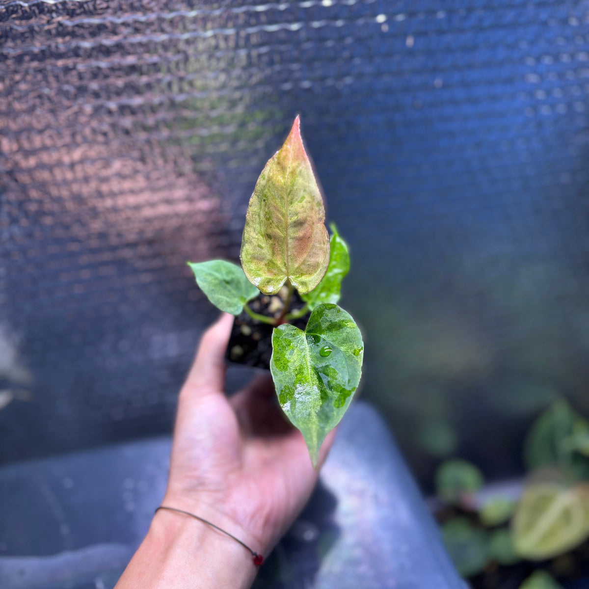 RP37-10 Anthurium Fortsherman x Darkphoenix Variegated