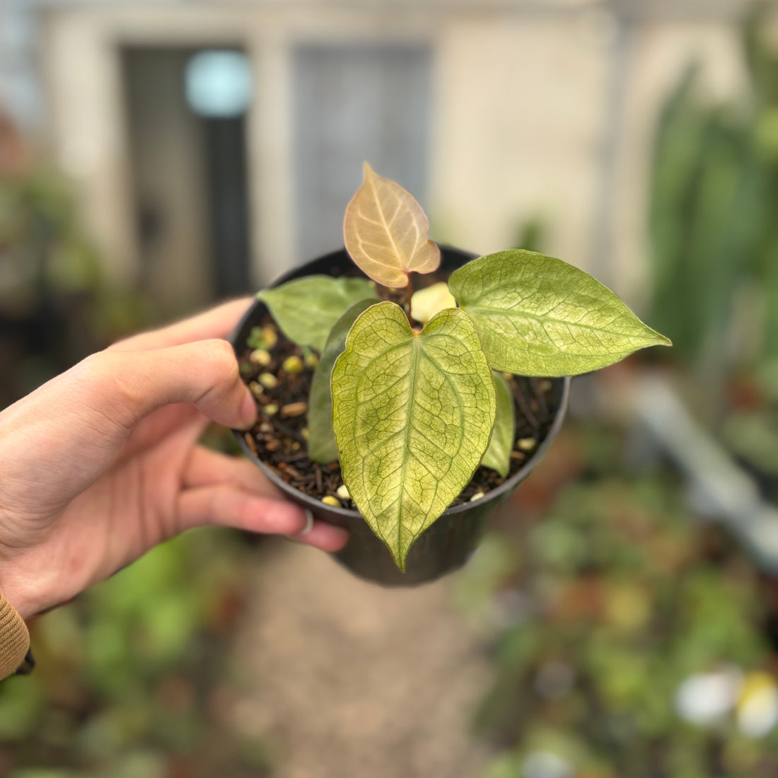 Anthurium Papillilaminum Mint Variegated