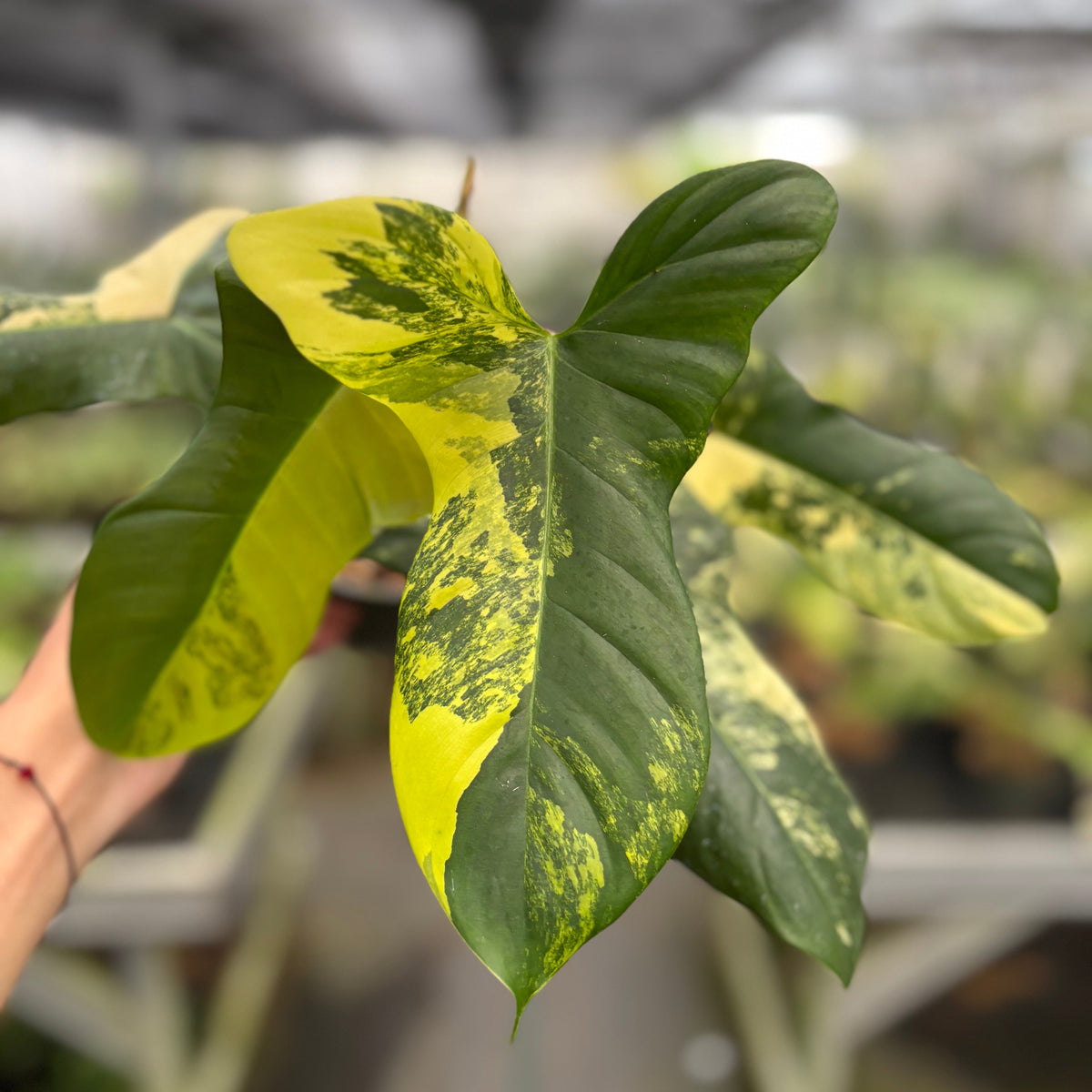 Philodendron Florida Beauty x Lupinum
