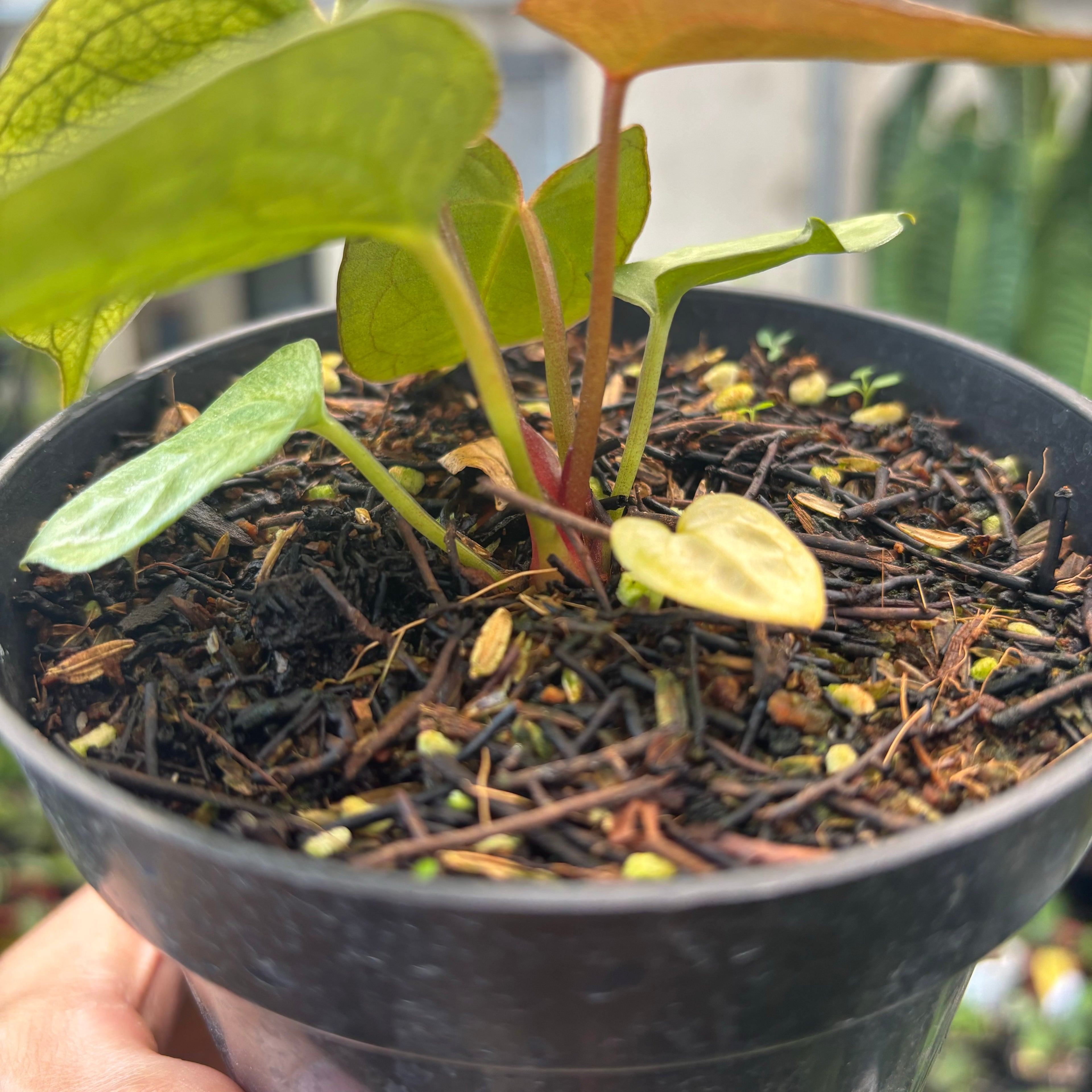 Anthurium Papillilaminum Mint Variegated