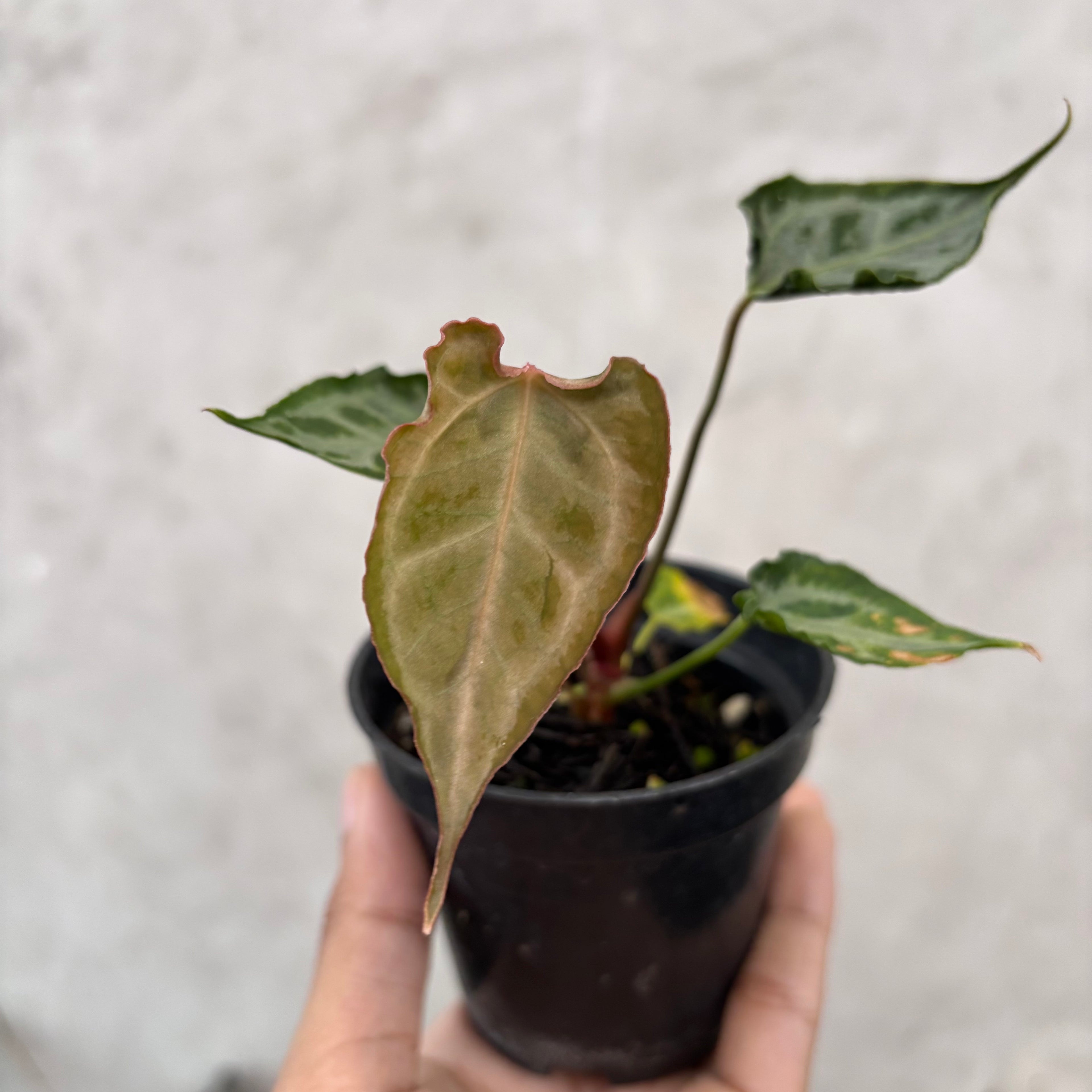 Anthurium Muchlis x Red Crystallinum Selected