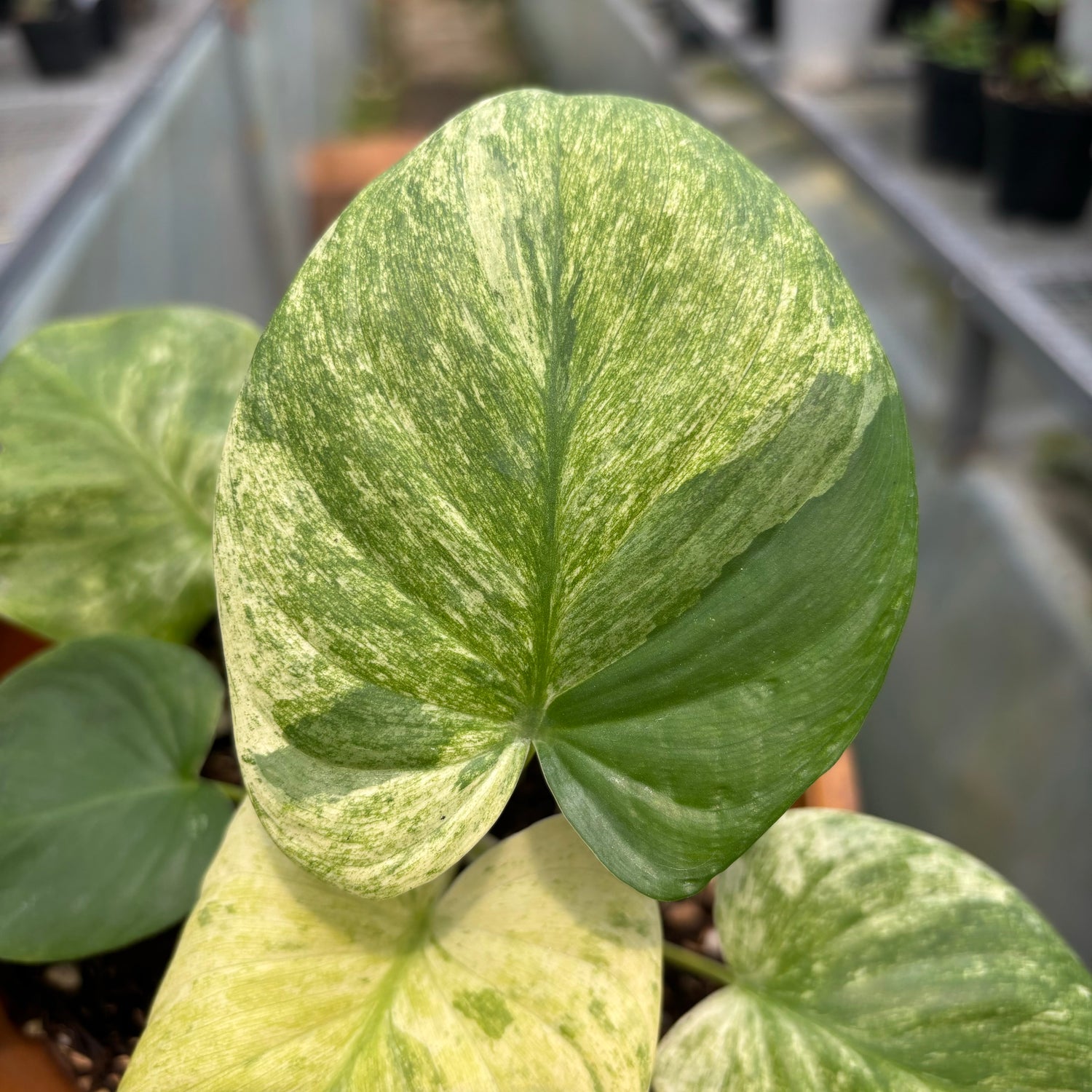Homalomena Pendula Variegated