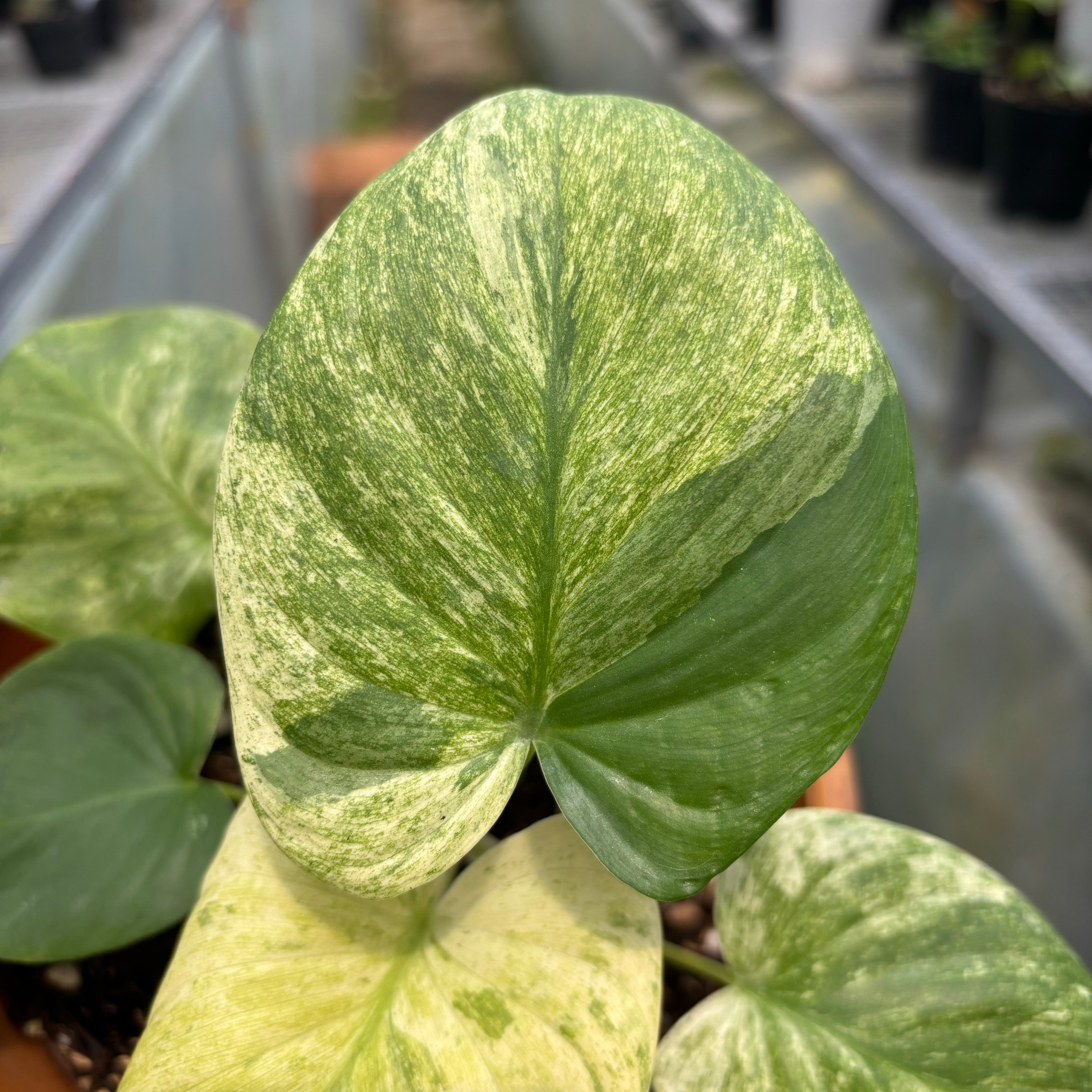 Homalomena Pendula Variegated