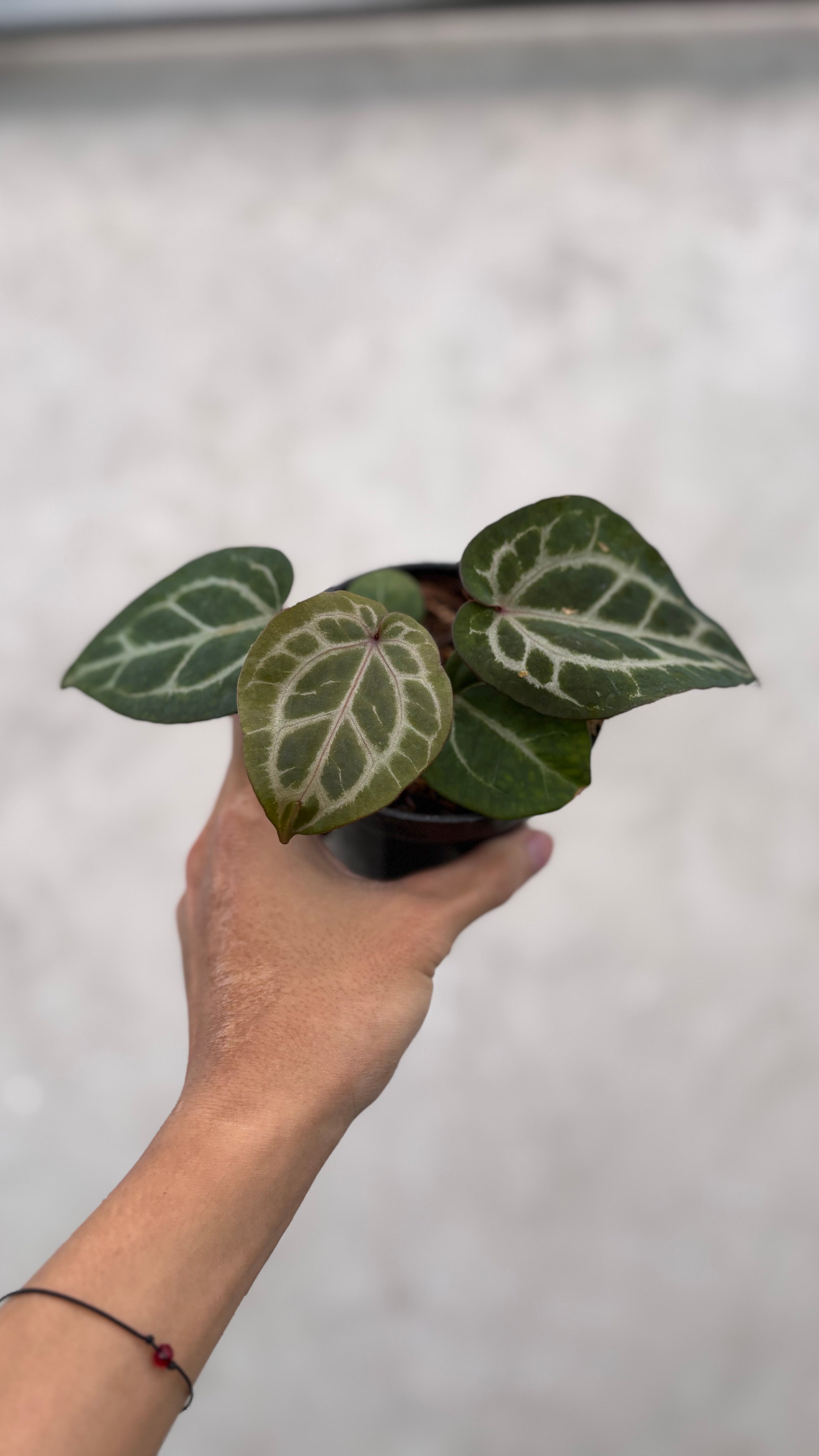 Anthurium Chocolate x Red Crystallinum