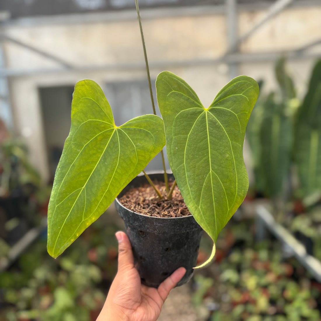 Anthurium Papillilaminum x Portillae Long