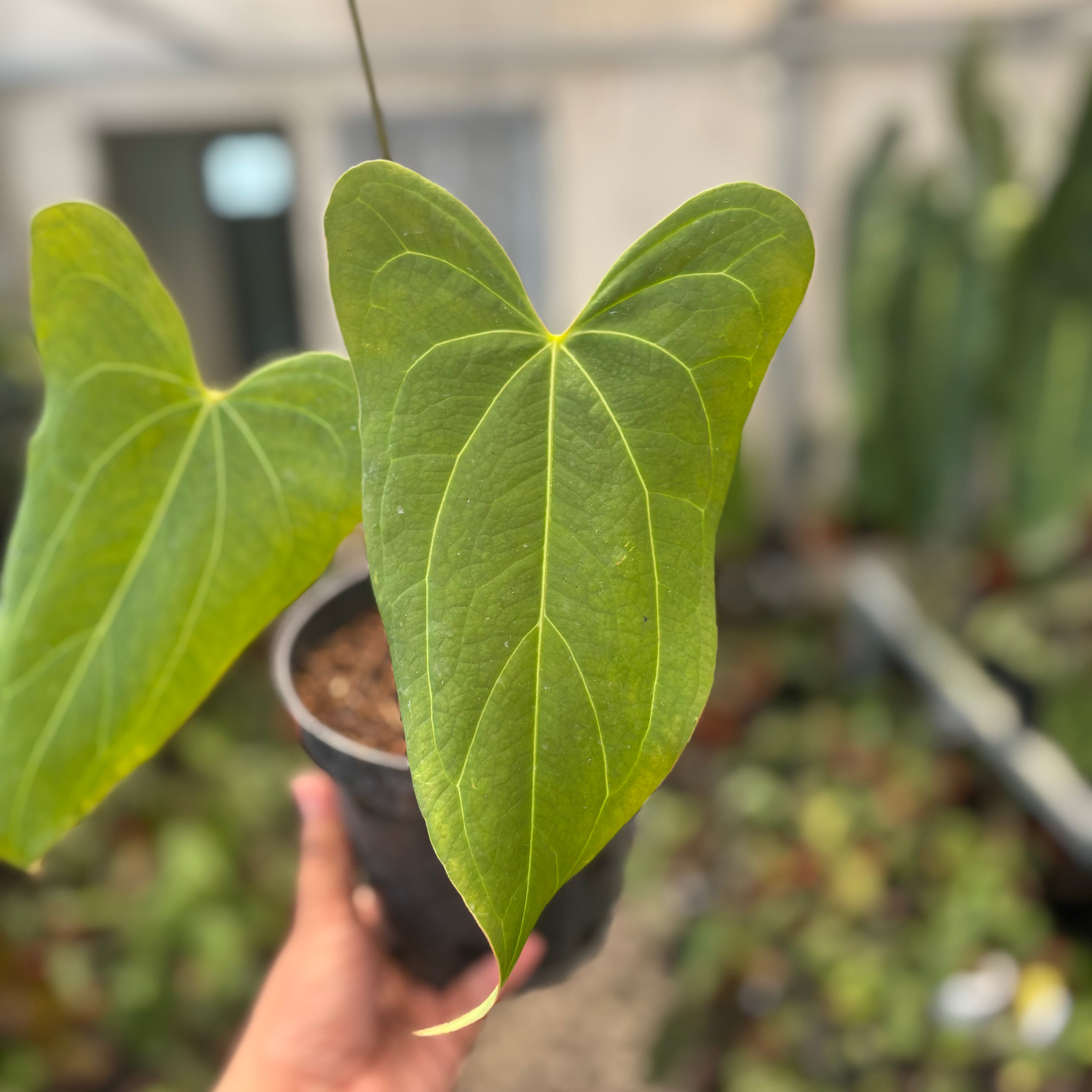 Anthurium Papillilaminum x Portillae Long