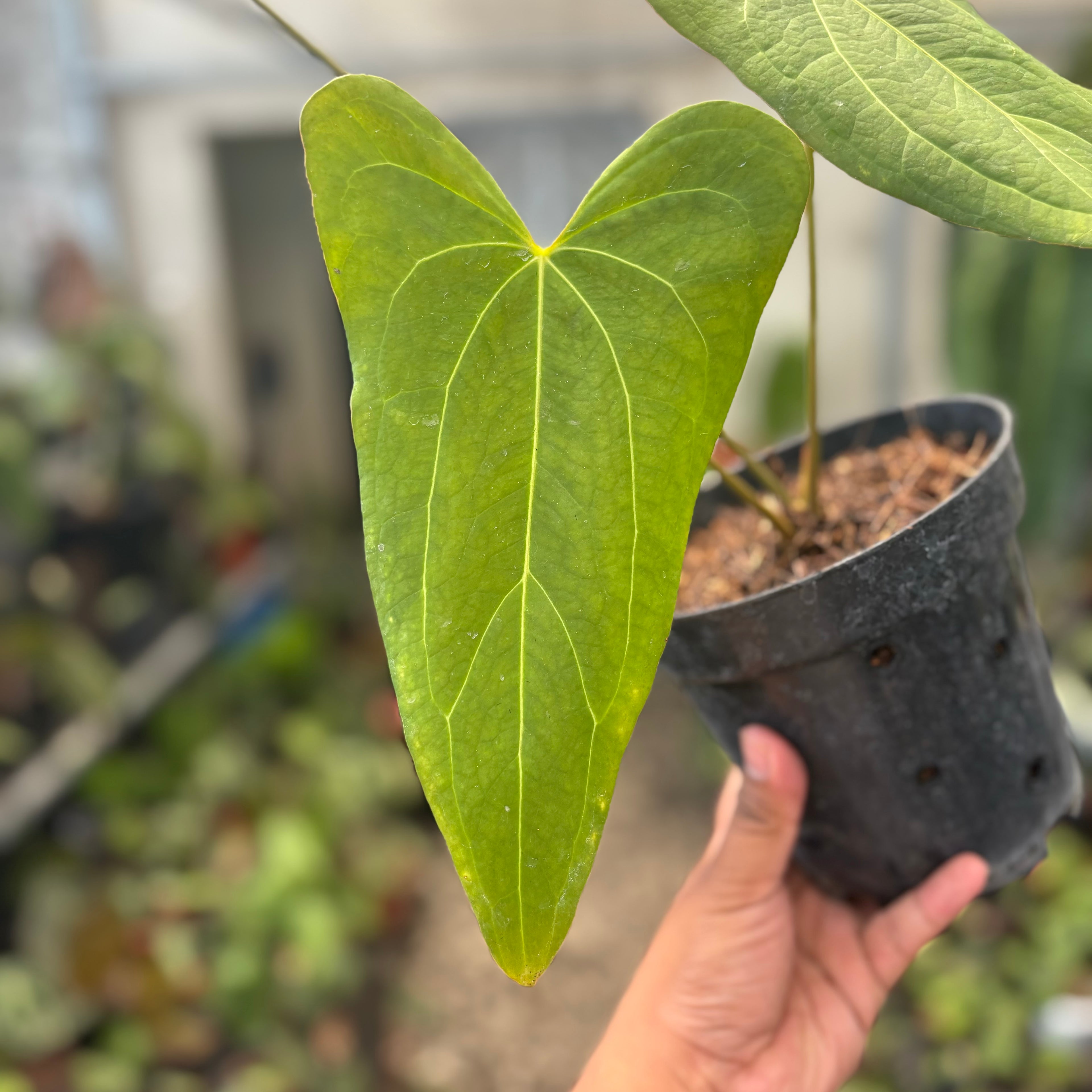Anthurium Papillilaminum x Portillae Long