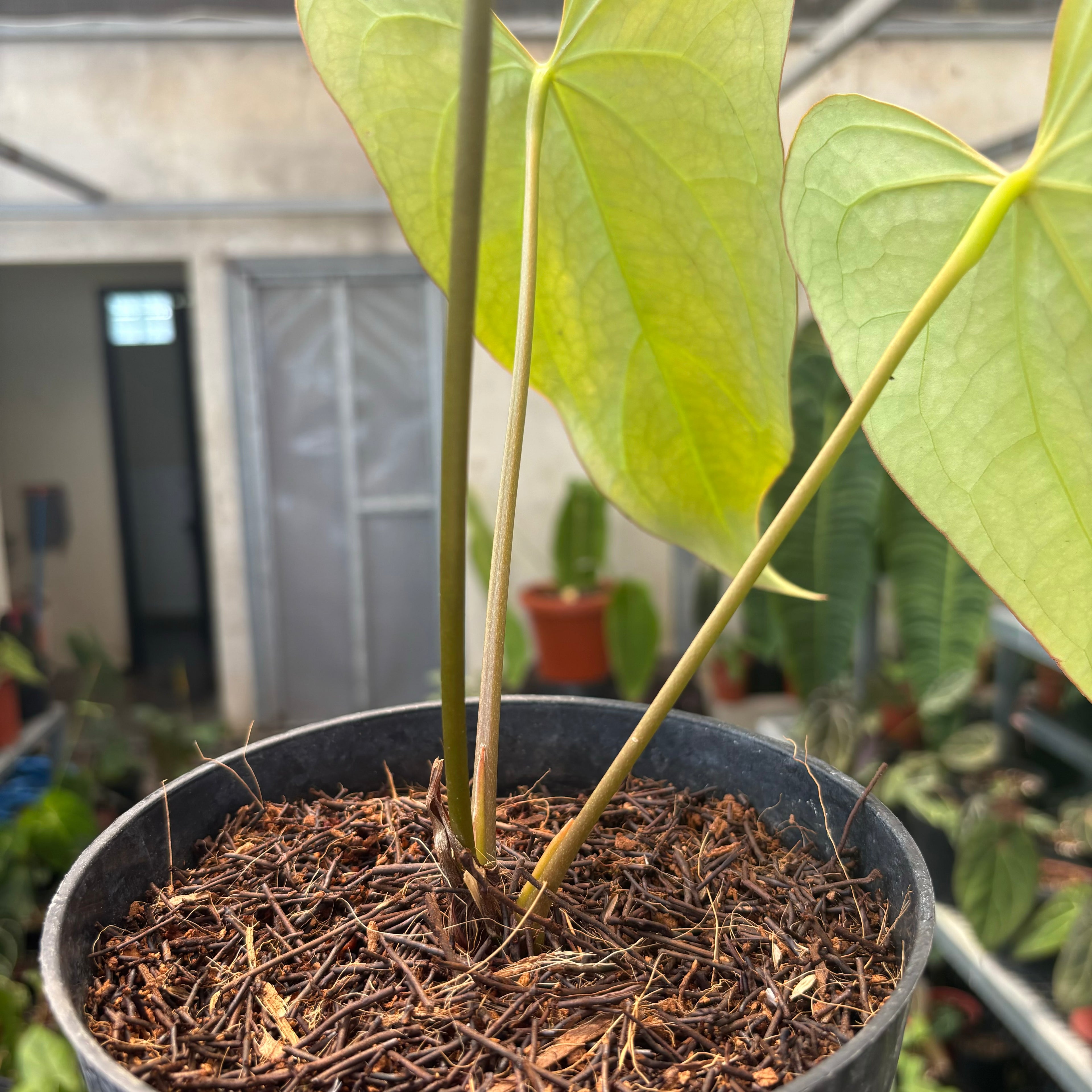 Anthurium Papillilaminum x Portillae Long