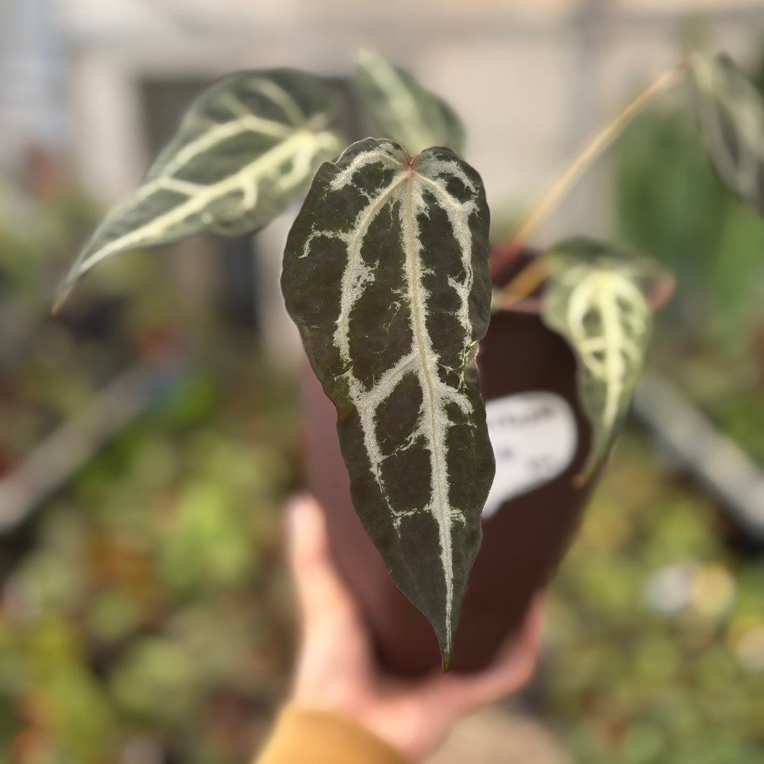 Anthurium Red Crystal Venom