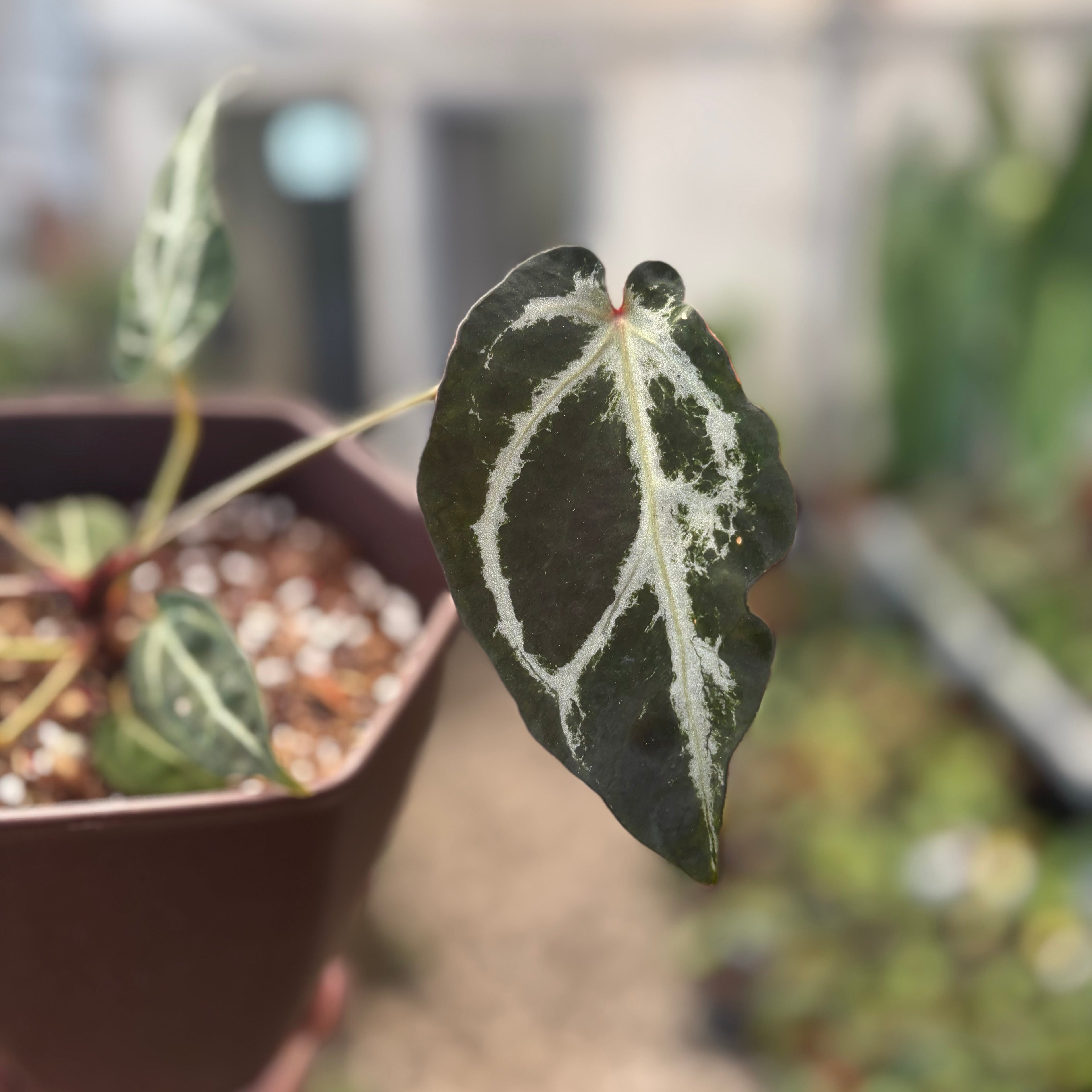 Anthurium Red Crystal Venom