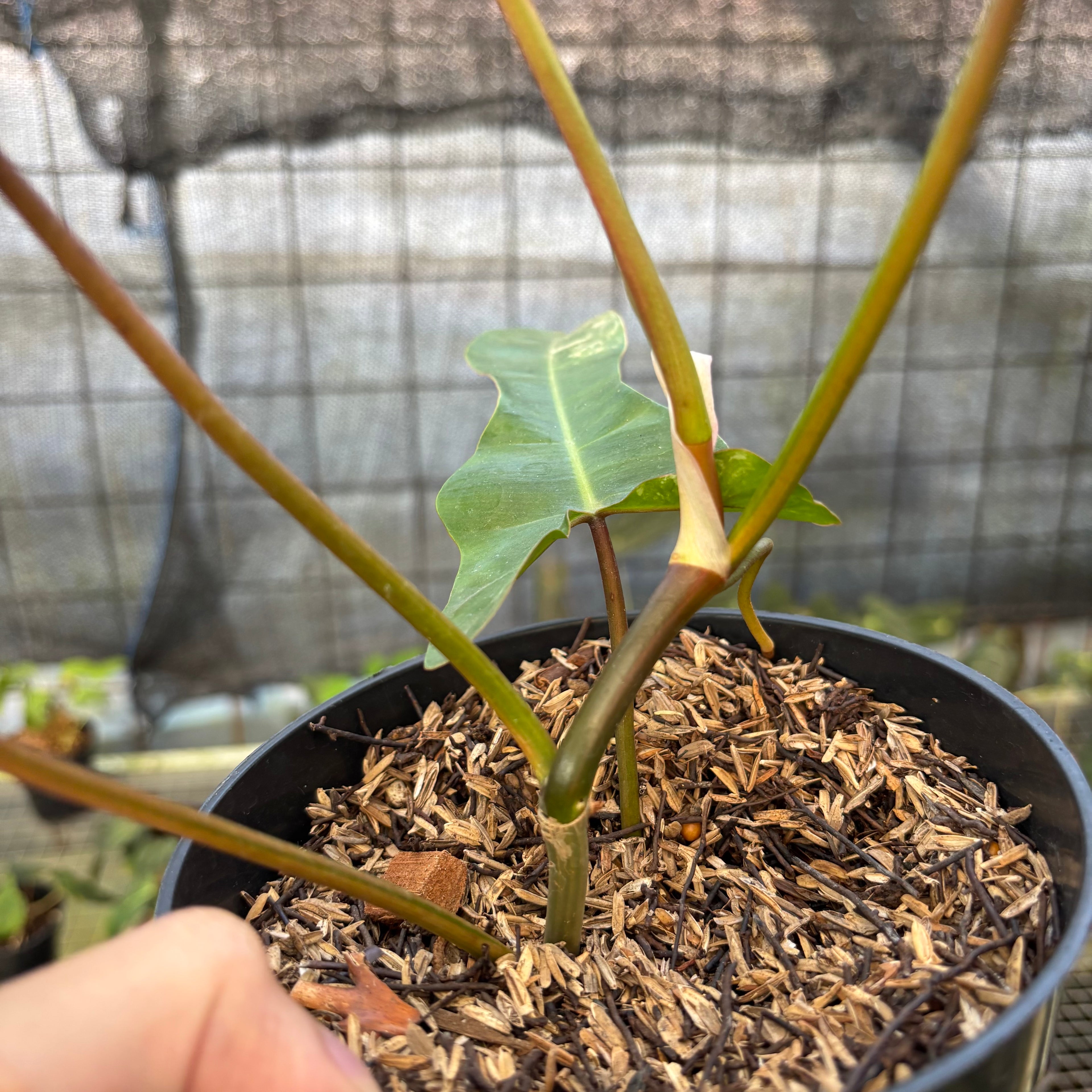 RP14-9 Philodendron Domesticum x Atabaphoense Variegated