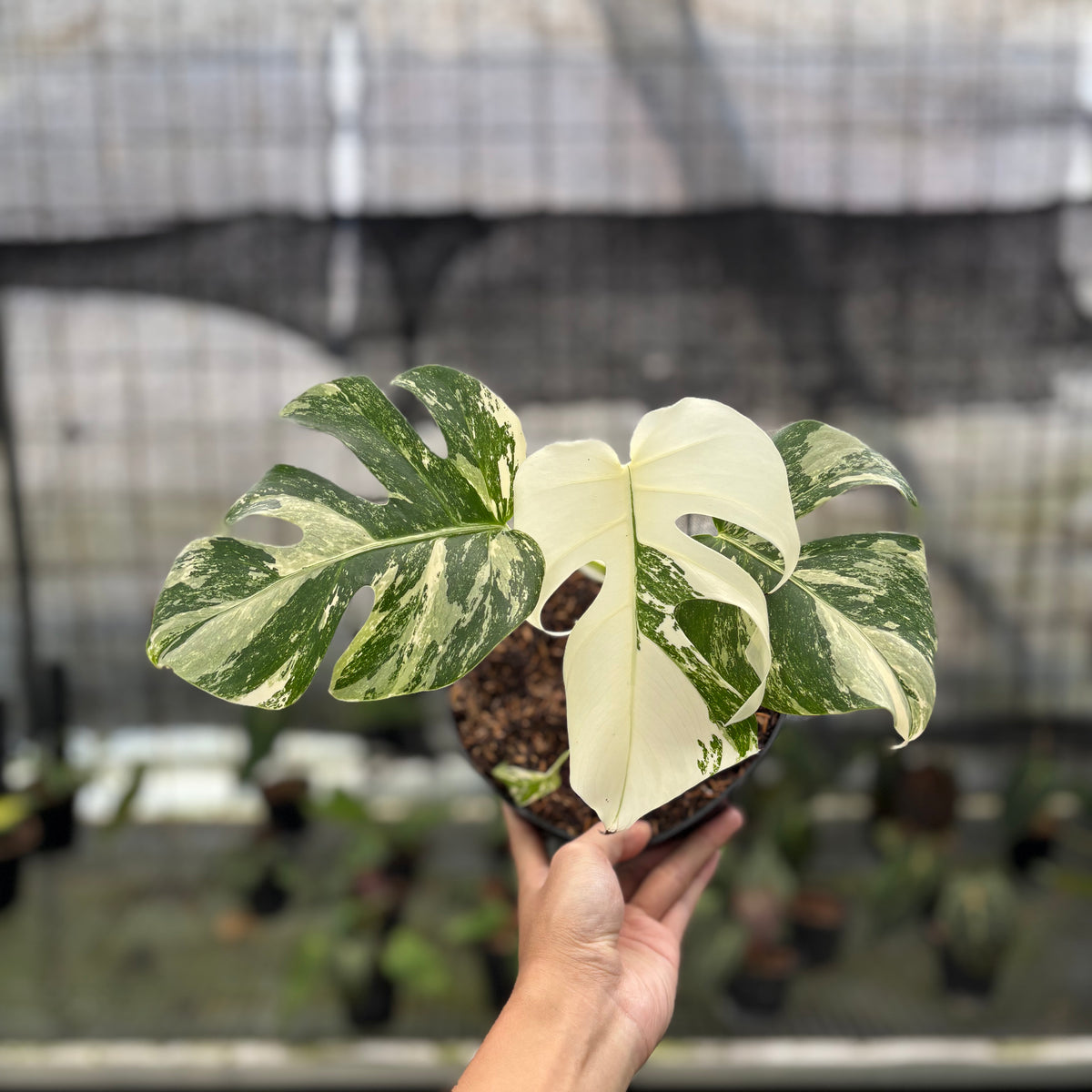 RP4-10 Monstera Albo White Tiger Variegated