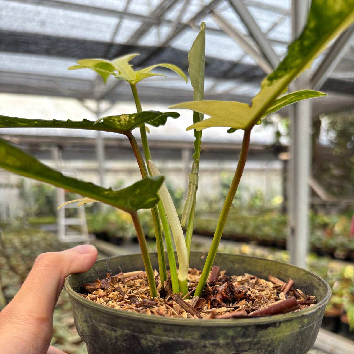 Philodendron Florida Beauty x Joepii
