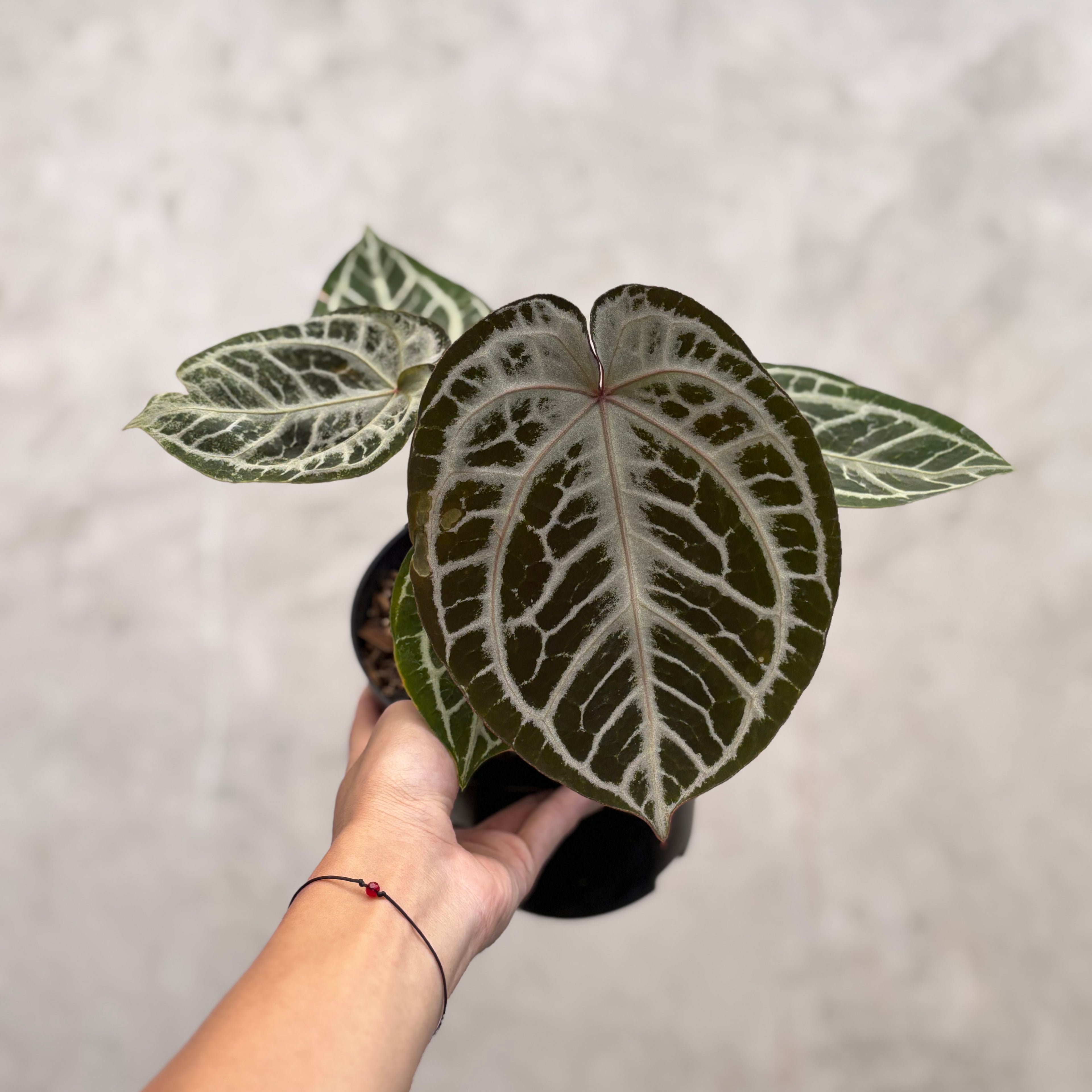 Anthurium Red Tiger Super Selected