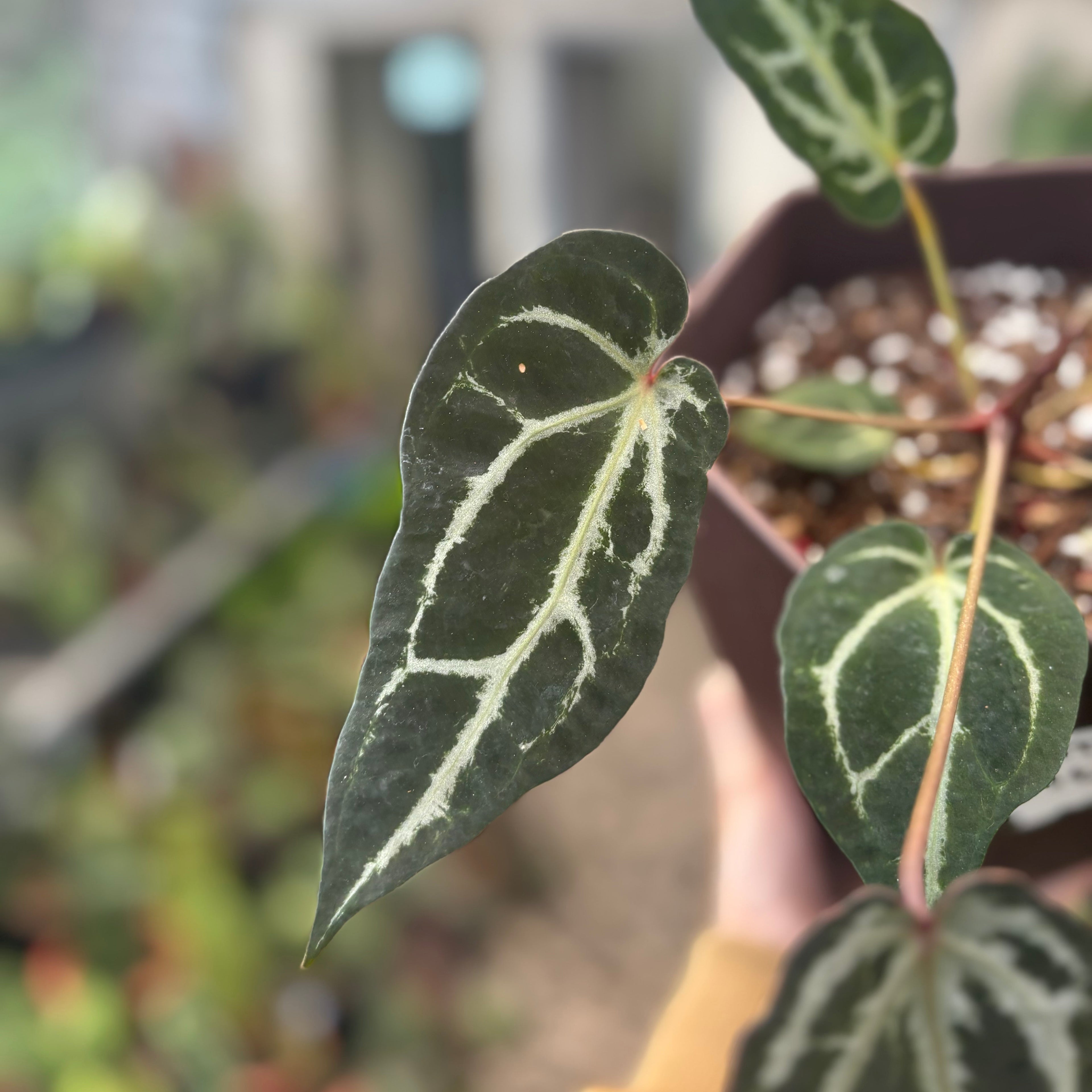 Anthurium Red Crystal Venom