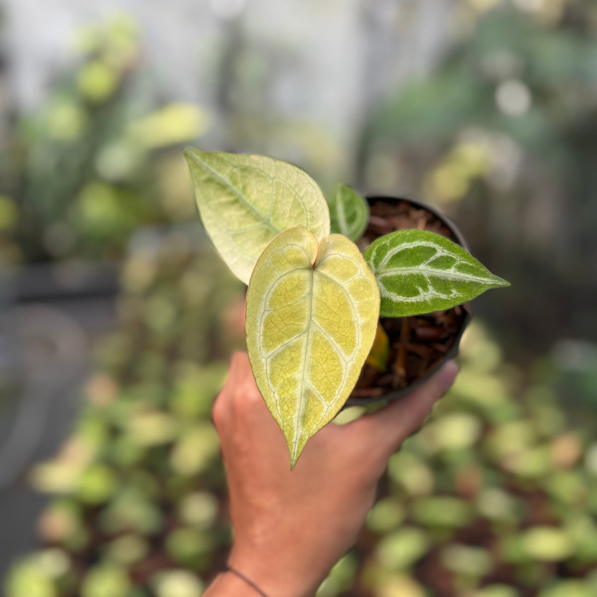 Anthurium Silver Hope Mint x Red Tiger