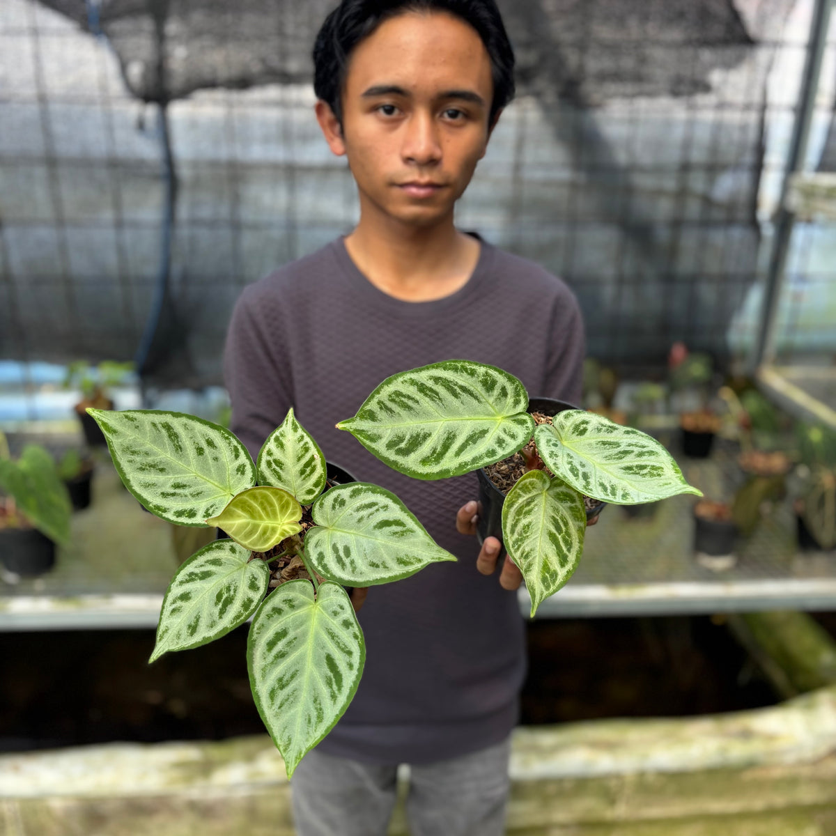 RP7-9 Anthurium Silver Chrome Full Silver (2 pcs)
