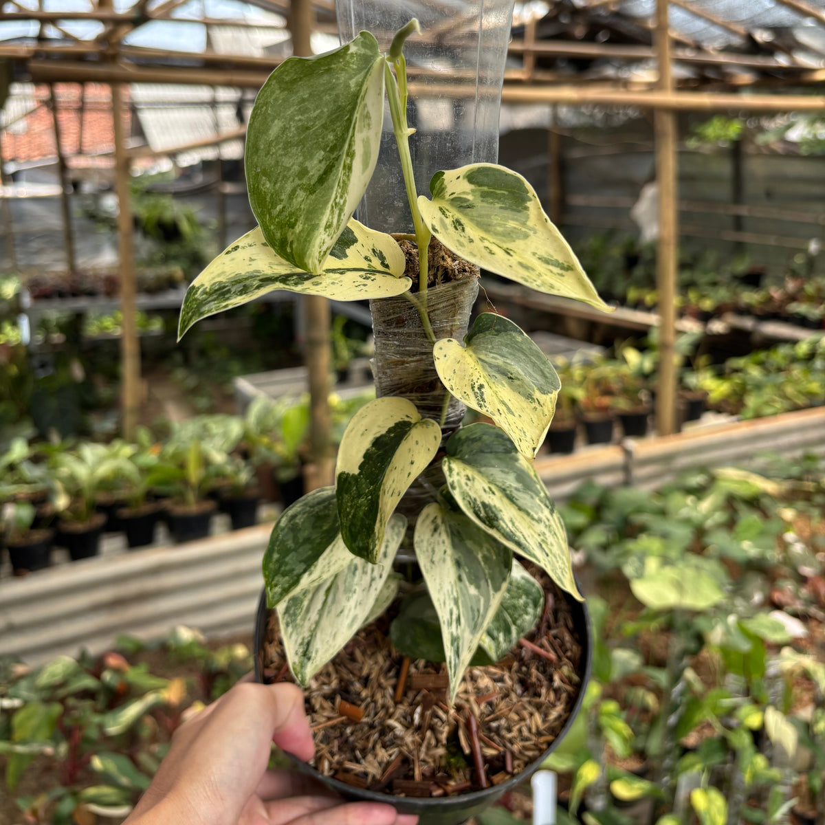 Scindapsus Exotica Albo