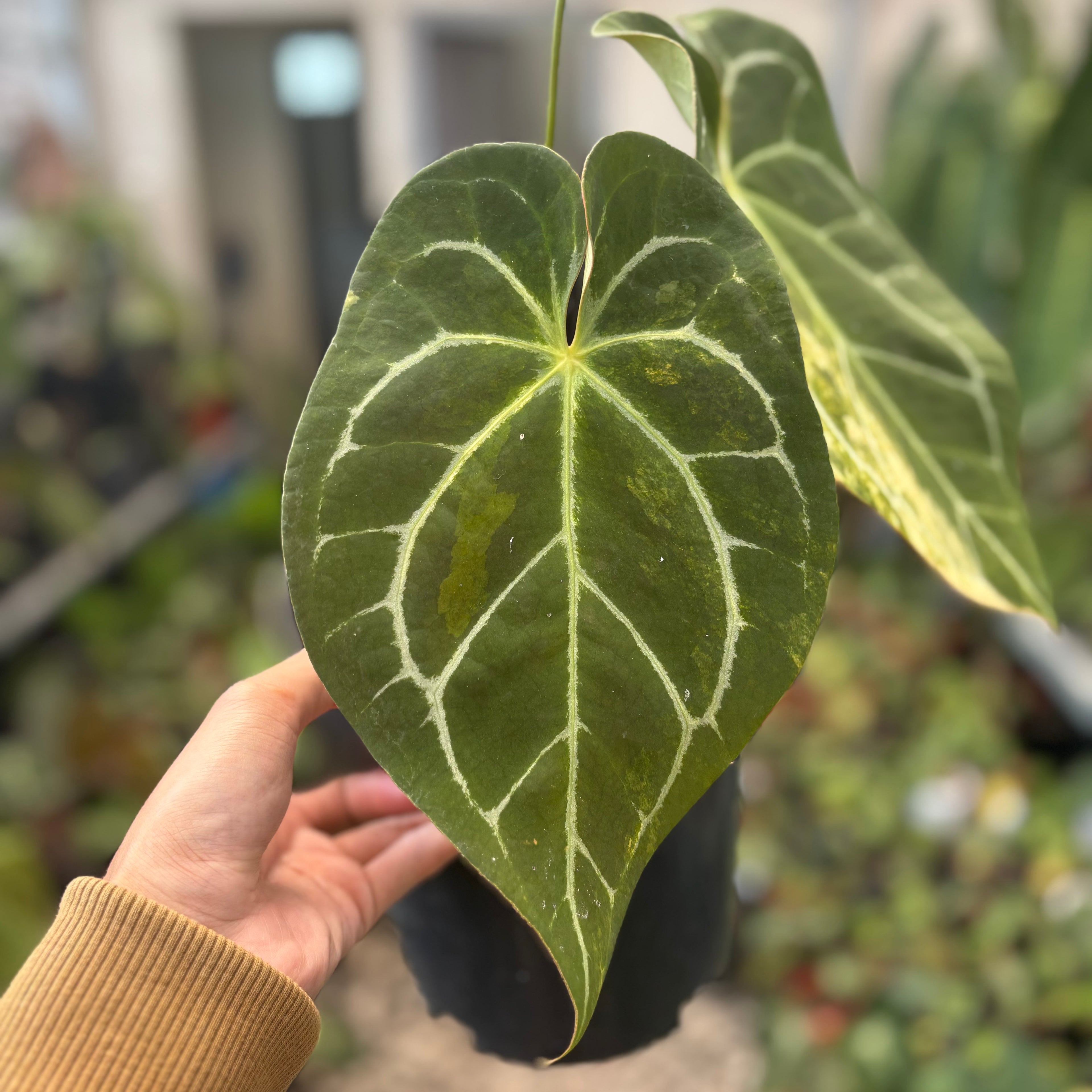Anthurium Magnificum Variegated
